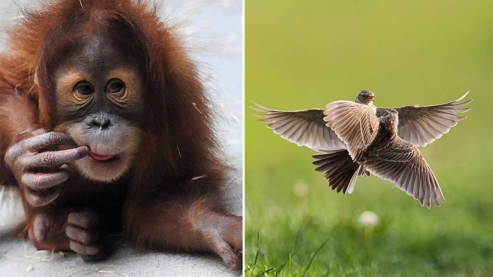 Orangutanger minskar i antal. I Sverige är sånglärkan ett djur som försvinner. Arkivbild. Foto AP/TT